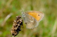 Coenonympha pamphilus