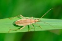 Stenodema holsata