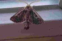 Tholera decimalis