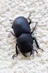 Dorcus parallelipipedus