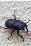 Dorcus parallelipipedus