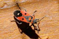 Melanocoryphus albomaculatus