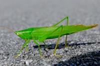 Ruspolia nitidula