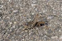 Platycleis albopunctata