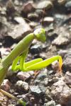 Mantis religiosa