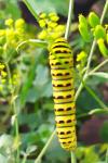 Papilio machaon