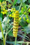 Papilio machaon