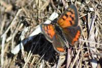 Lycaena phlaeas