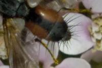 Eriothrix rufomaculata