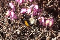 Bombus terrestris