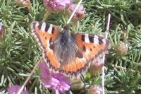 Aglais urticae