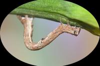 Peribatodes rhomboidaria