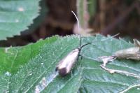 Adela reaumurella
