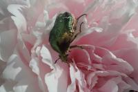Cetonia aurata