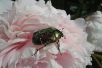 Cetonia aurata