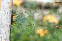 Orthetrum coerulescens
