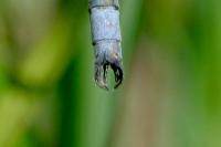 Lestes dryas