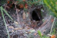 Agelena labyrinthica