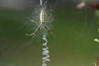 Argiope bruennichi