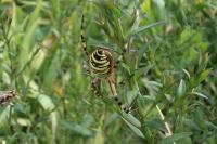 Argiope bruennichi