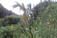 Argiope bruennichi