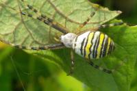 Argiope bruennichi