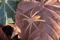 Micrommata virescens