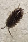 Oniscus asellus