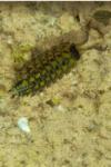 Porcellio spinicornis