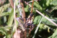 Argiope bruennichi