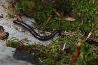 Tachypodoiulus niger