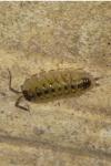 Porcellio spinicornis