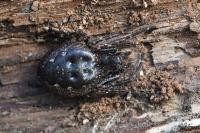 Nuctenea umbratica