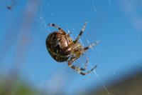 Araneus diadematus