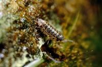 Armadillidium pictum