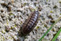 Armadillidium nasatum