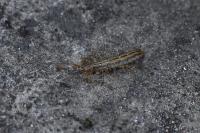 Scutigera coleoptrata