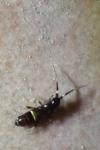 Orchesella cincta