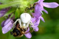 Misumena vatia