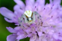 Misumena vatia