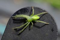 Micrommata virescens