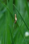 Tetragnatha