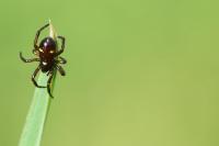 Asagena phalerata