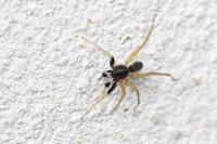 Aulonia albimana