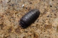 Armadillidium vulgare