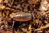 Philoscia muscorum