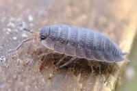 Porcellio scaber