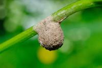 Agroeca