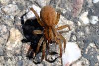 Trochosa