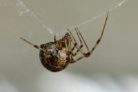 Parasteatoda tepidariorum